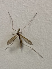 Tipula furca