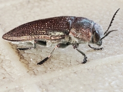 Buprestis apricans