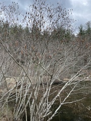Alnus serrulata