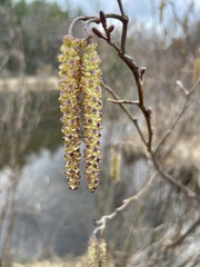 Alnus serrulata