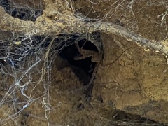 Psechrus