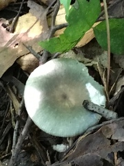 Heterophyllidia