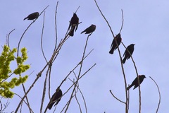 Agelaius phoeniceus californicus