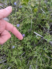 Pholistoma auritum arizonicum