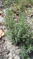 Hibbertia crinita