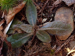 Hieracium venosum