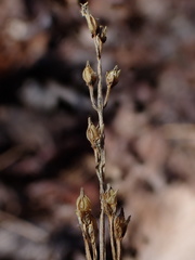 Bartonia virginica