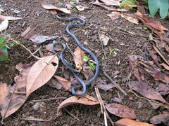 Micrurus narduccii melanotus