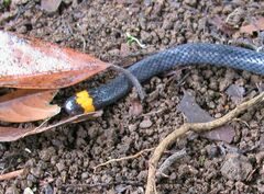 Micrurus narduccii melanotus