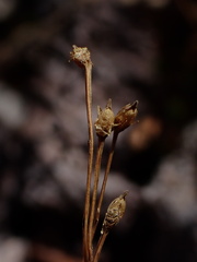 Bartonia virginica