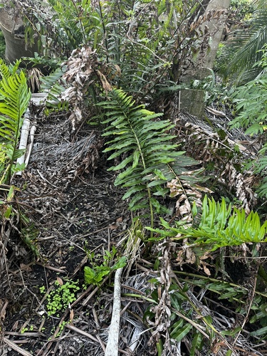 Inland leatherfern (Acrostichum danaeifolium)