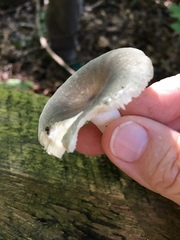 Heterophyllidia