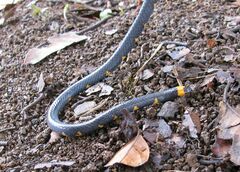 Micrurus narduccii melanotus