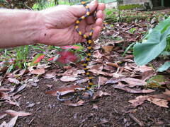 Micrurus narduccii melanotus