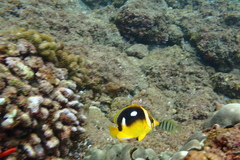 Chaetodon quadrimaculatus
