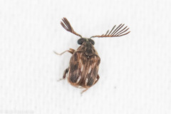 Megacerus cubiculus