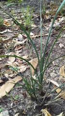 Lomandra multiflora dura