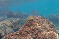 Thalassoma trilobatum