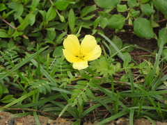 Tribulus cistoides