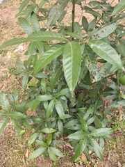 Lithocarpus lepidocarpus