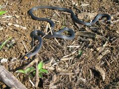 Micrurus narduccii melanotus