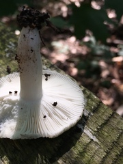 Heterophyllidia