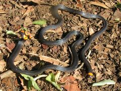 Micrurus narduccii melanotus