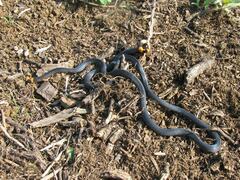 Micrurus narduccii melanotus