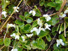 Viola macloskeyi