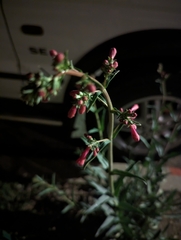 Penstemon parryi