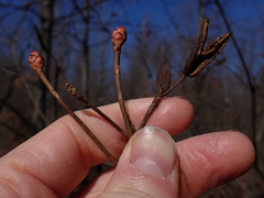 Rhododendron periclymenoides