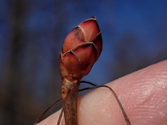 Rhododendron periclymenoides