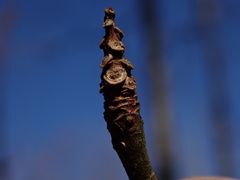 Rhododendron periclymenoides