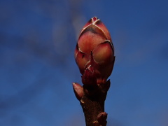 Rhododendron periclymenoides