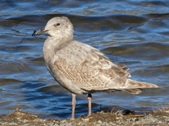 Larus glaucescens