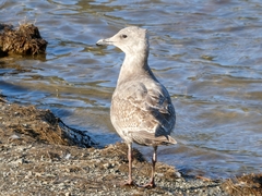 Larus glaucescens