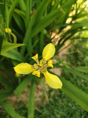 Trimezia steyermarkii