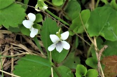 Viola macloskeyi