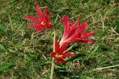 Zephyranthes bifida