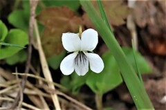 Viola macloskeyi
