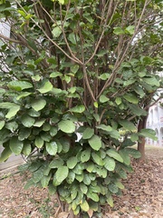 Sterculia monosperma
