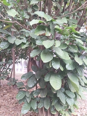 Sterculia monosperma