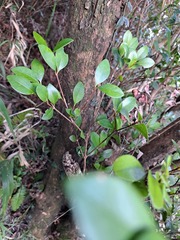 Syzygium elliptifolium