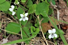 Viola macloskeyi