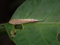 Nectopsyche
