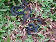 Micrurus narduccii melanotus