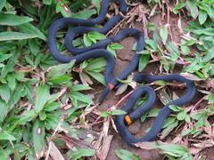 Micrurus narduccii melanotus