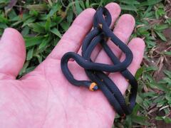 Micrurus narduccii melanotus