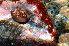 Monetaria caputophidii