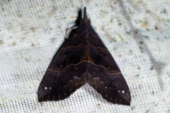 Hypena columbiata